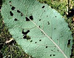 Image of Hawai'i pokeweed