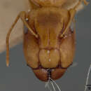 Image of Camponotus claviscapus occultus Wheeler & Mann 1914