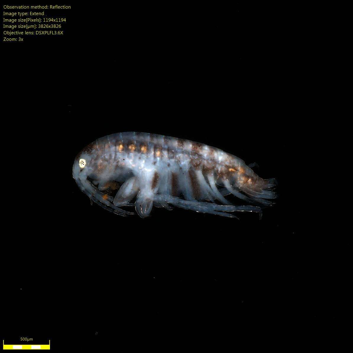 Image of Amphipoda