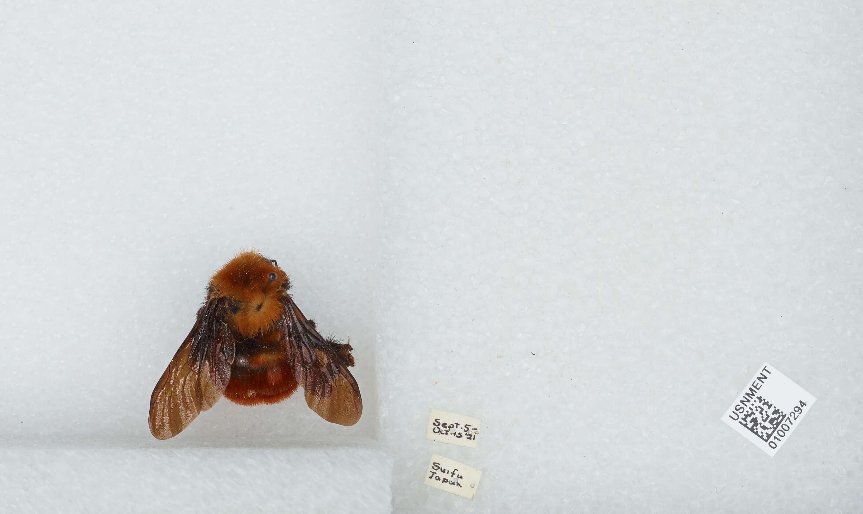 Image of Bombus atripes Smith 1852