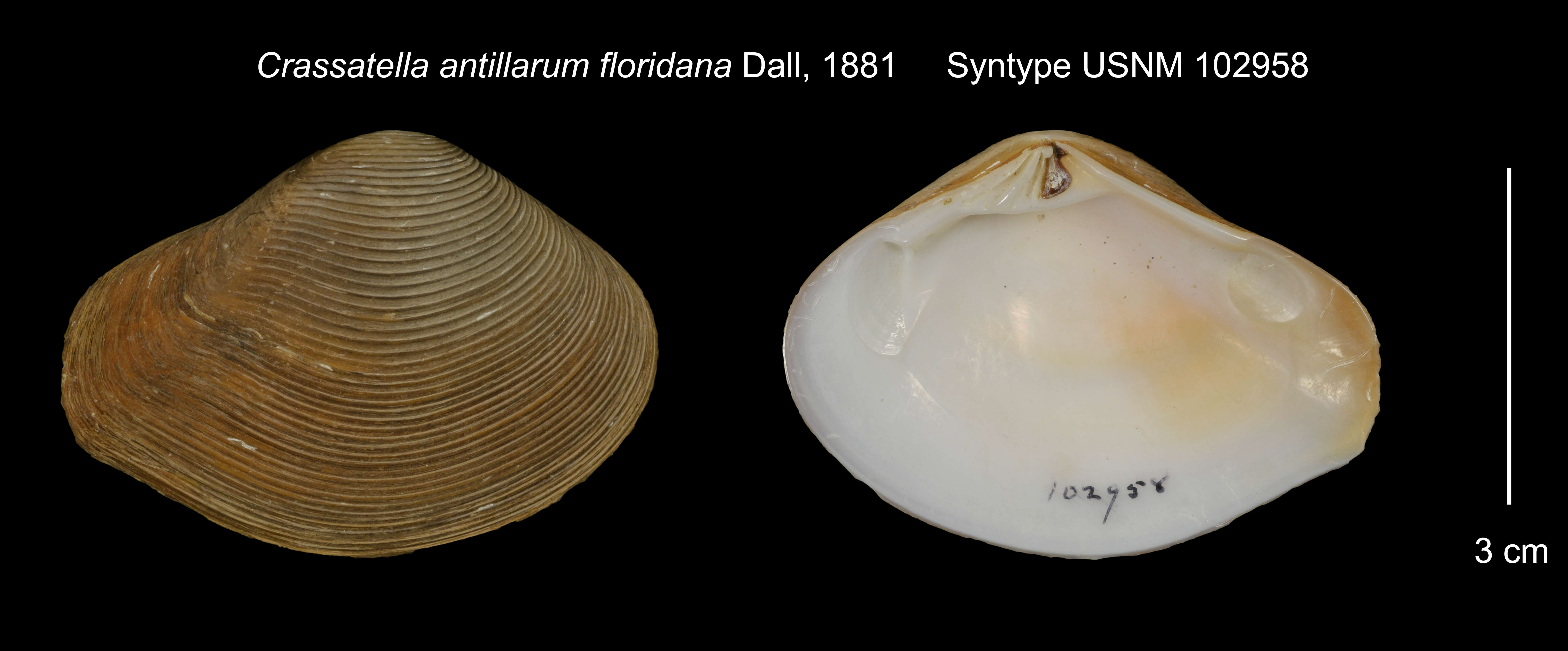 Image of Crassatella antillarum var. floridana Dall 1881