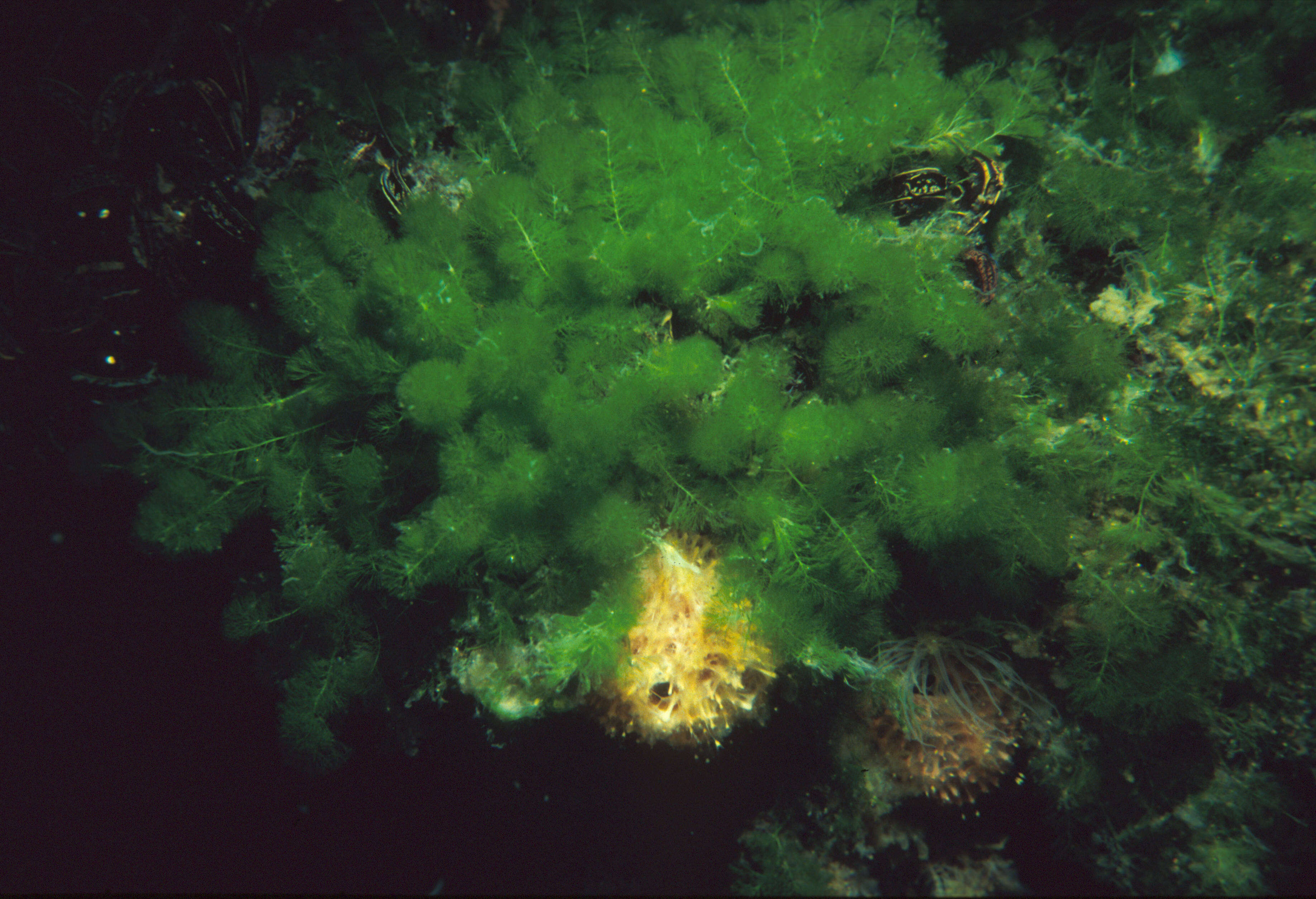 Caulerpa verticillata的圖片