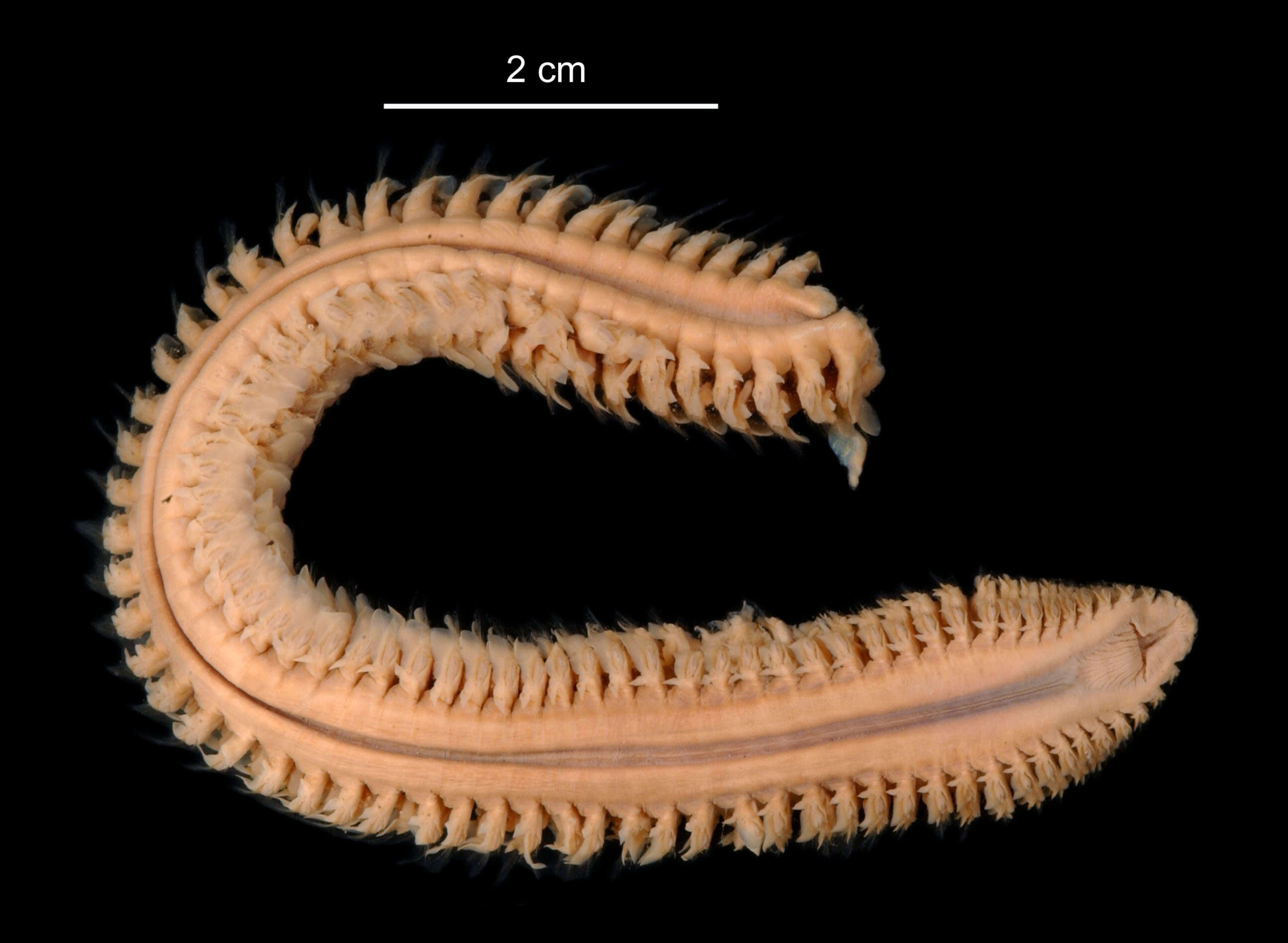 Aglaophamus ornatus Hartman 1967 resmi