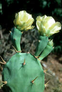 Image of Erect Prickly Pear