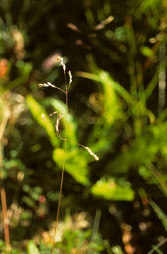 Image of Poa yaganica Speg.