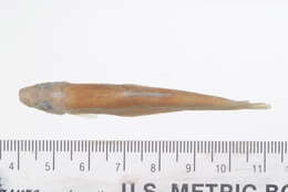 Image of Harelip Sucker