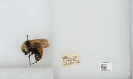 Imagem de Bombus appositus Cresson 1879