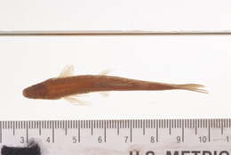 Image de Rasbora philippina Günther 1880