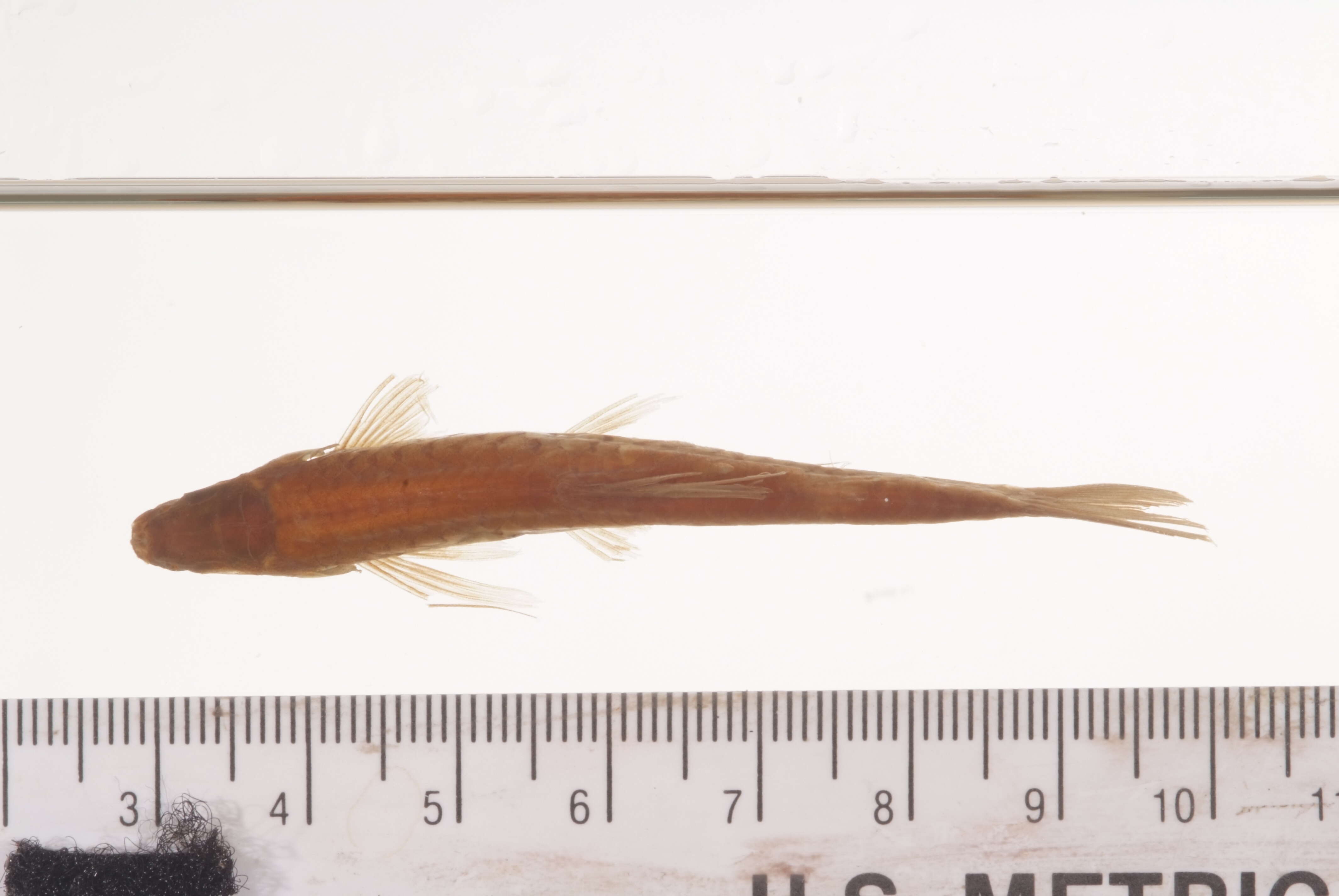 Image de Rasbora philippina Günther 1880