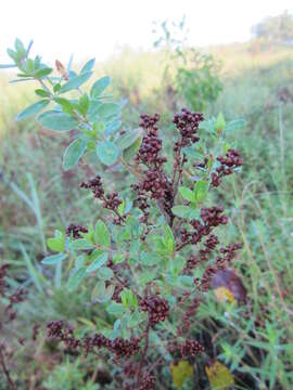 Image of hairy pinweed