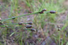 Image of Richard's yelloweyed grass