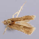 Image of Bidorpitia cryptica Brown 1991