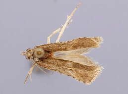 Image of Bidorpitia cryptica Brown 1991