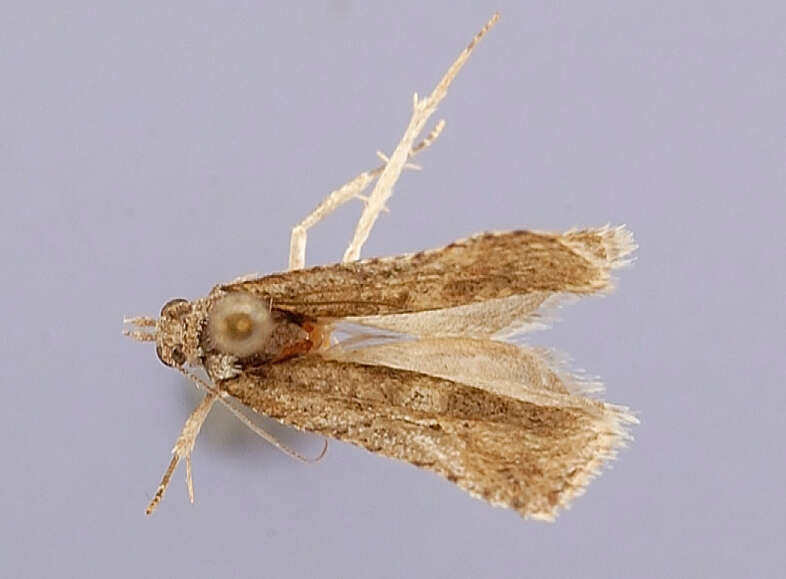 Image of Bidorpitia cryptica Brown 1991