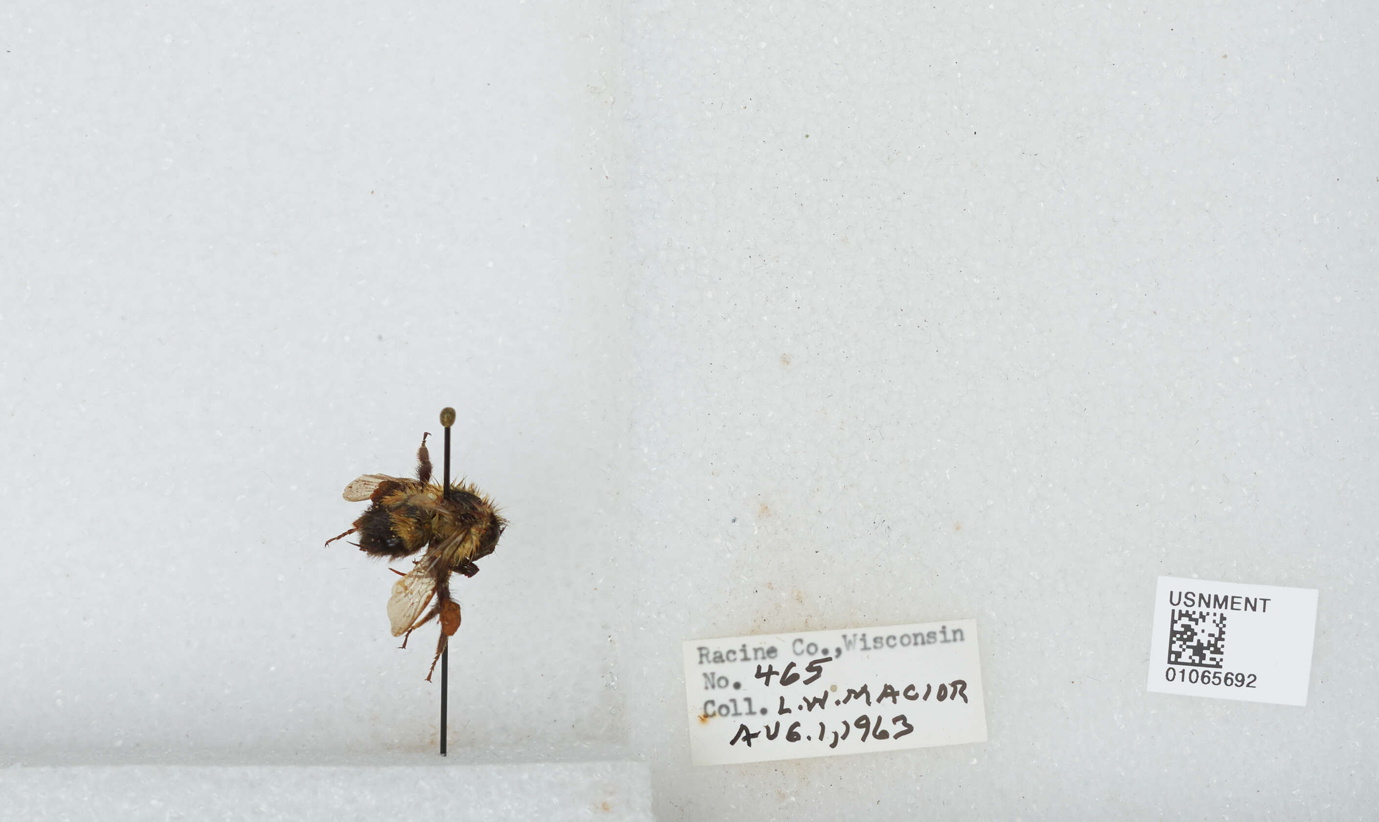 Слика од Bombus affinis Cresson 1864