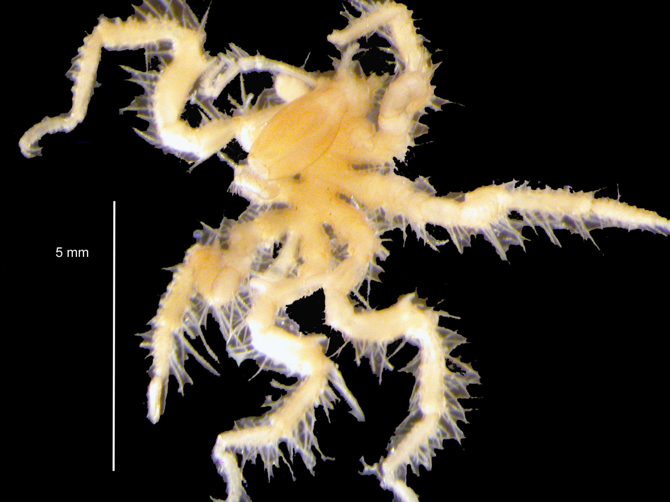 Image of Cilunculus cactoides Fry & Hedgpeth 1969