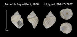 Image of Admetula bayeri Petit 1976