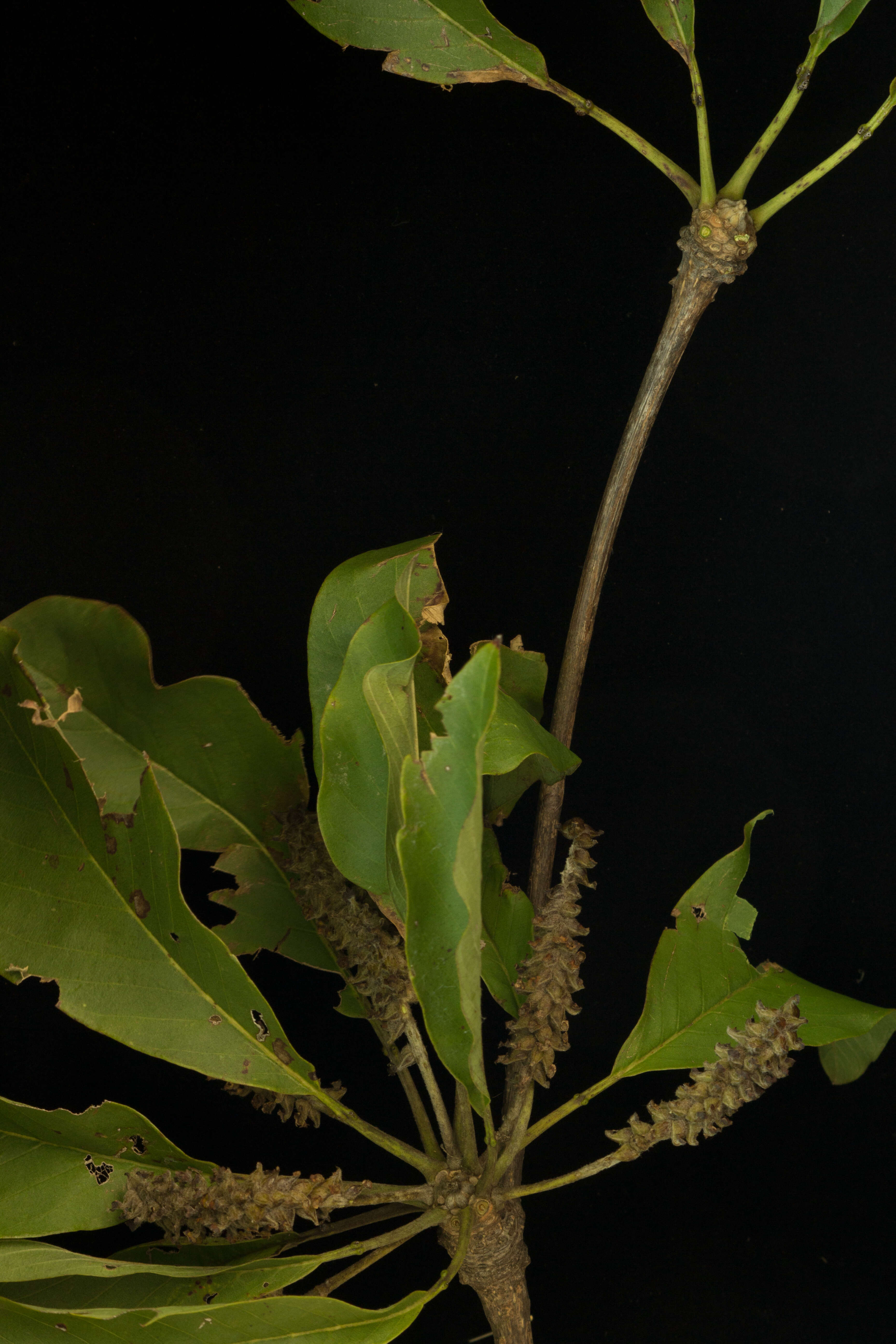 Image of Terminalia macrostachya (Standl.) Alwan & Stace