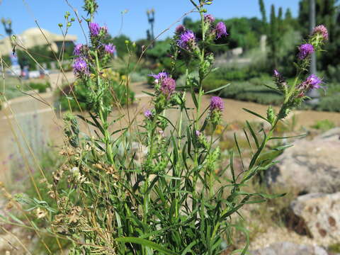 Слика од Liatris microcephala (Small) Schumann