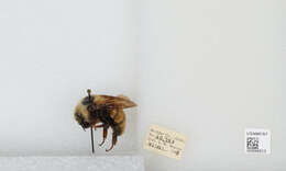 Imagem de Bombus appositus Cresson 1879