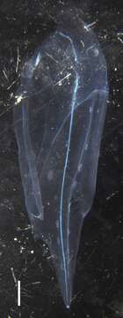 Image of Halistemma transliratum Pugh & Youngbluth 1988