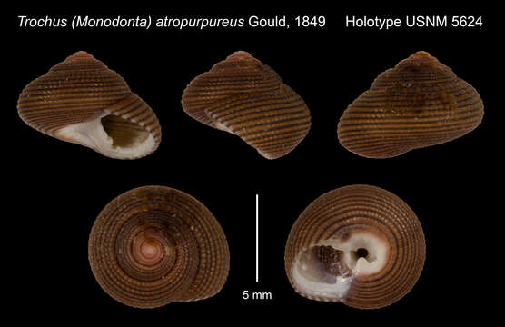 Image of Clanculus samoensis (Hombron & Jacquinot 1848)