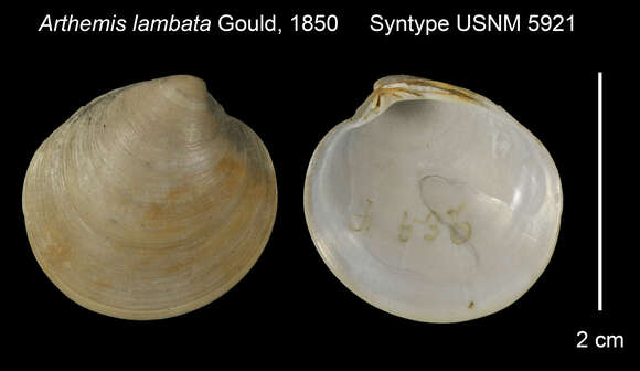 Image of Dosinia lambata (Gould 1850)