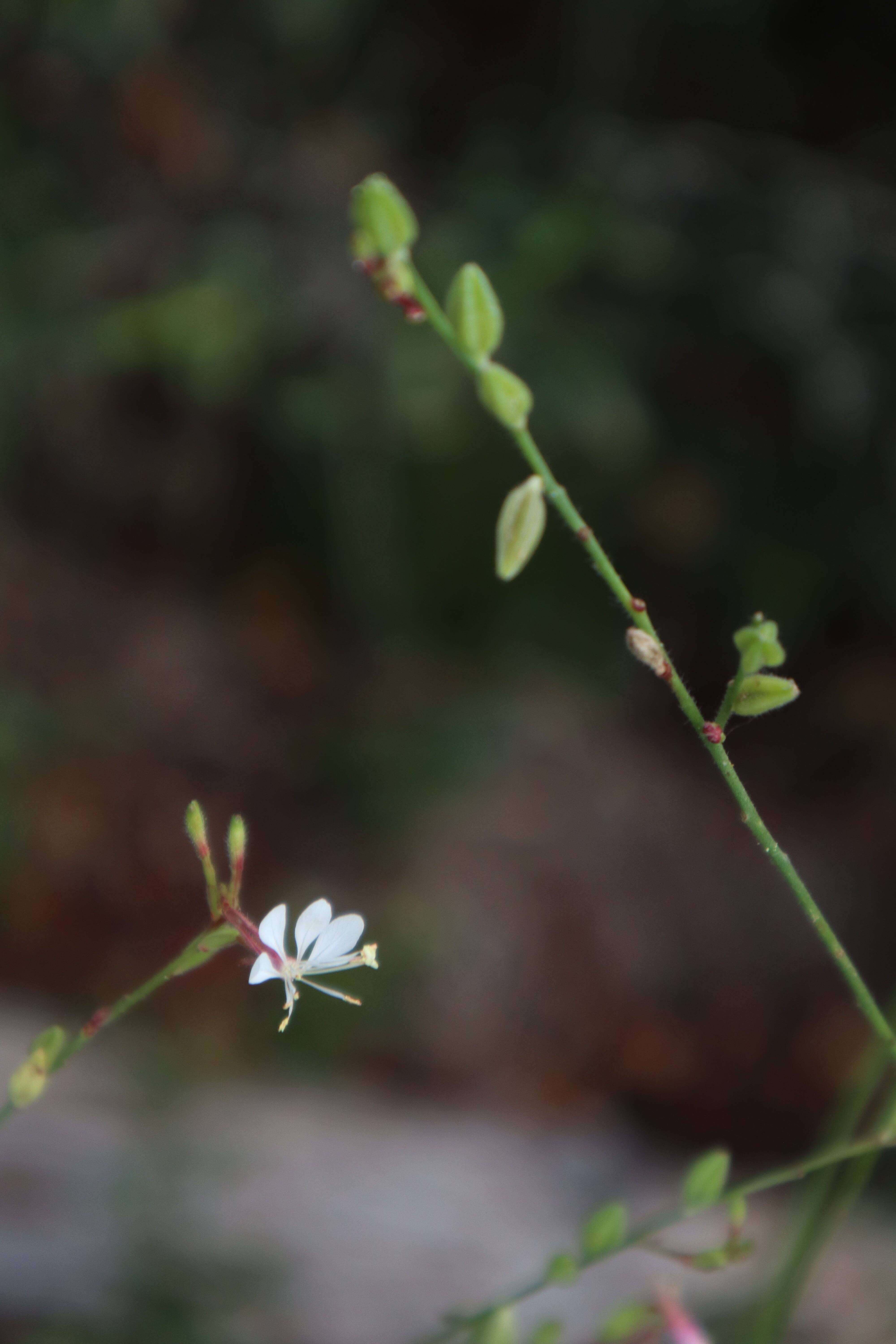 Imagem de Oenothera simulans (Small) W. L. Wagner & Hoch