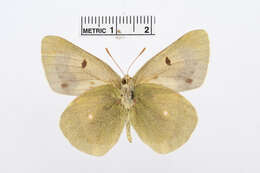 Plancia ëd Colias arida Alphéraky 1889