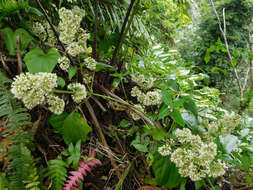 Mikania vitifolia DC. resmi