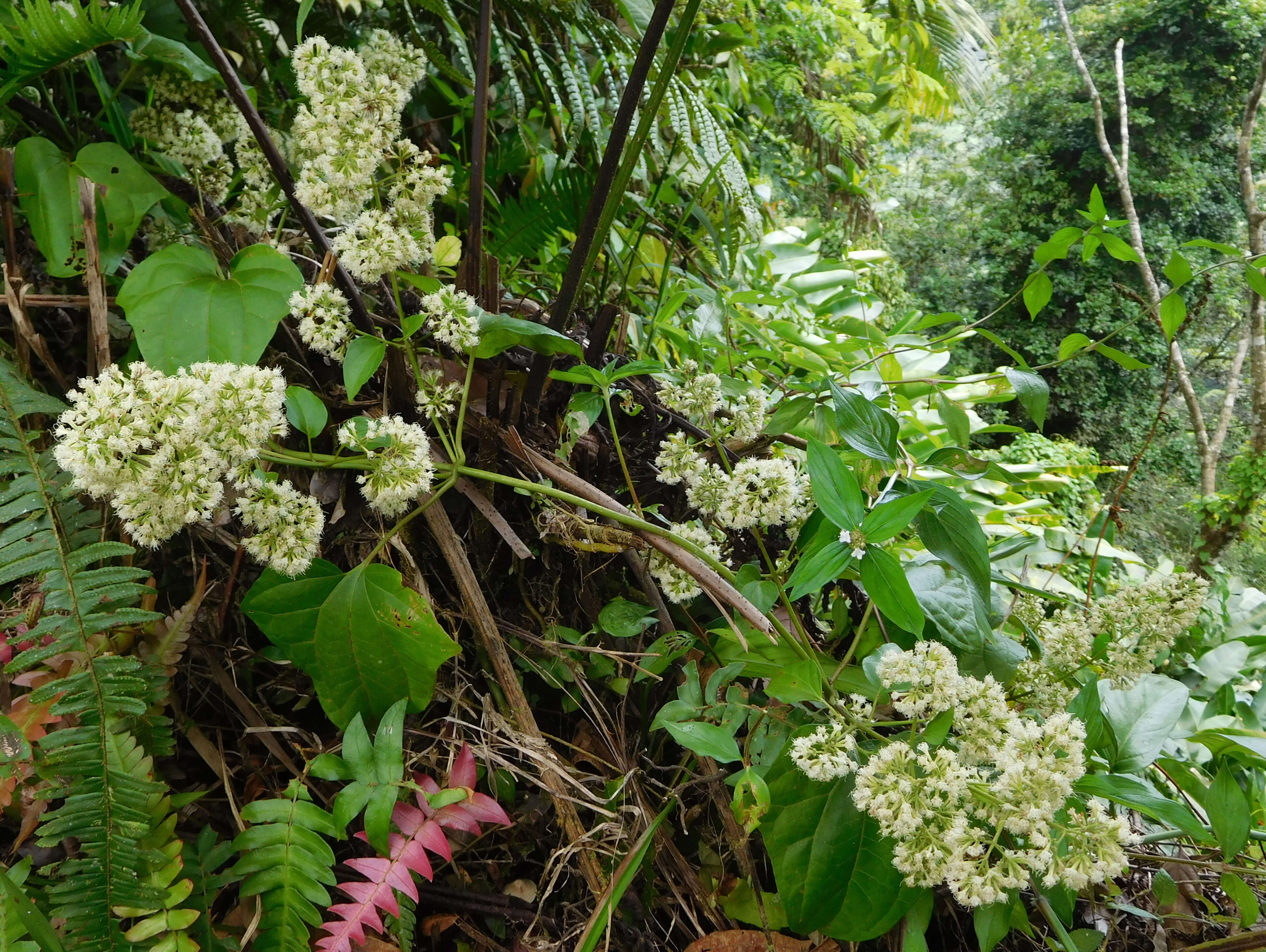 Mikania vitifolia DC. resmi