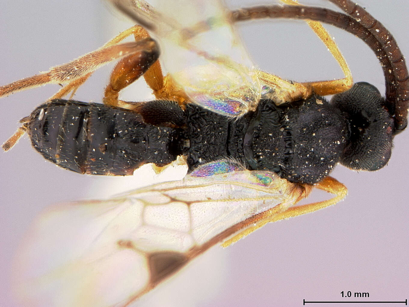 Image of Microplitis Förster 1862