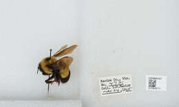 Слика од Bombus affinis Cresson 1864