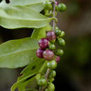 Image de Cestrum coelophlebium O. E. Schulz