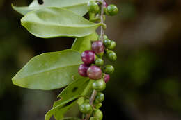 صورة Cestrum coelophlebium O. E. Schulz