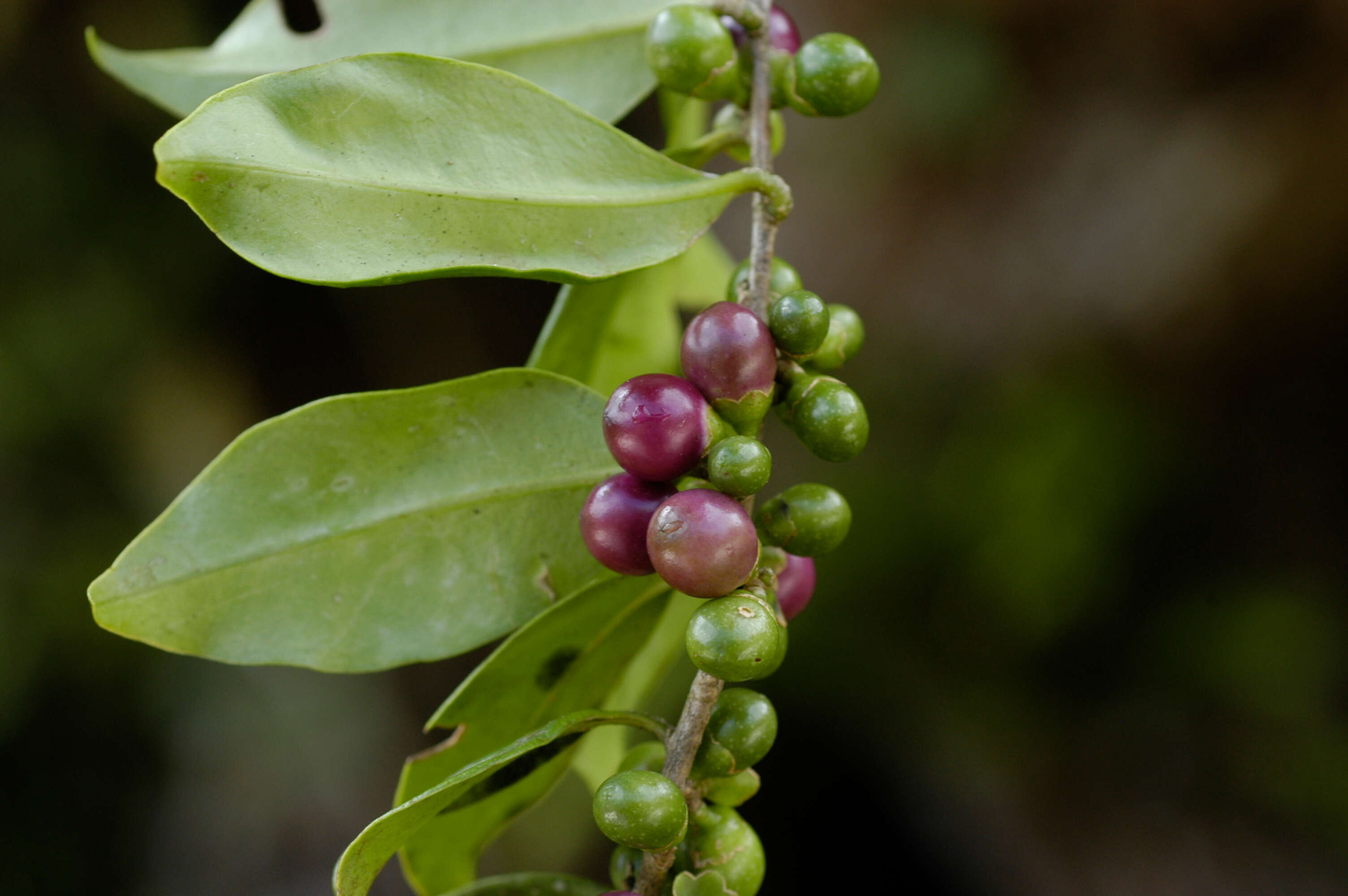 Image of Cestrum coelophlebium O. E. Schulz