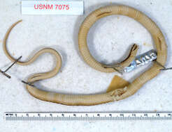 Image of Ribbon Graceful Brown Snake