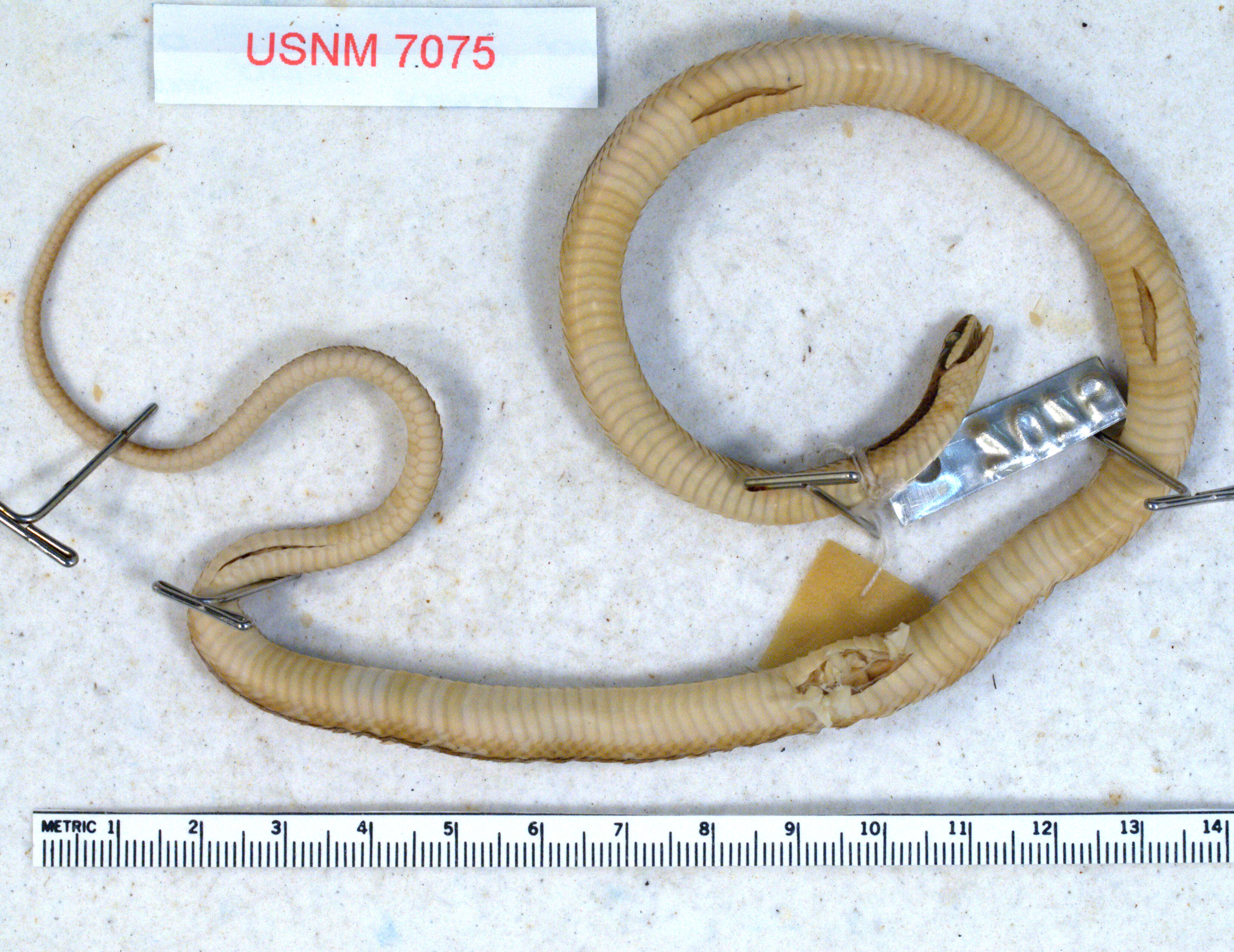 Image of Ribbon Graceful Brown Snake