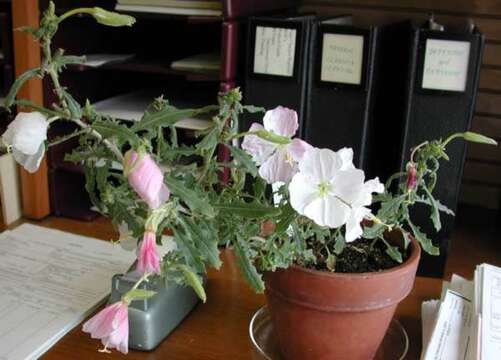 Sivun Oenothera neomexicana (Small) Munz kuva