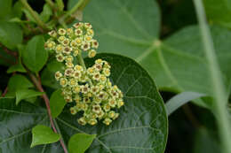 Image of Barbados nut