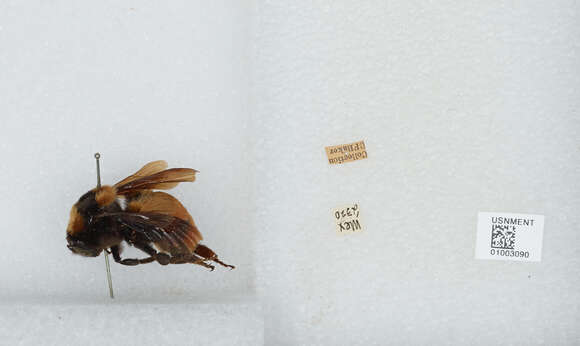 Image of Bombus haueri Handlirsch 1888