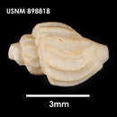 Sivun Belalora striatula (Thiele 1912) kuva