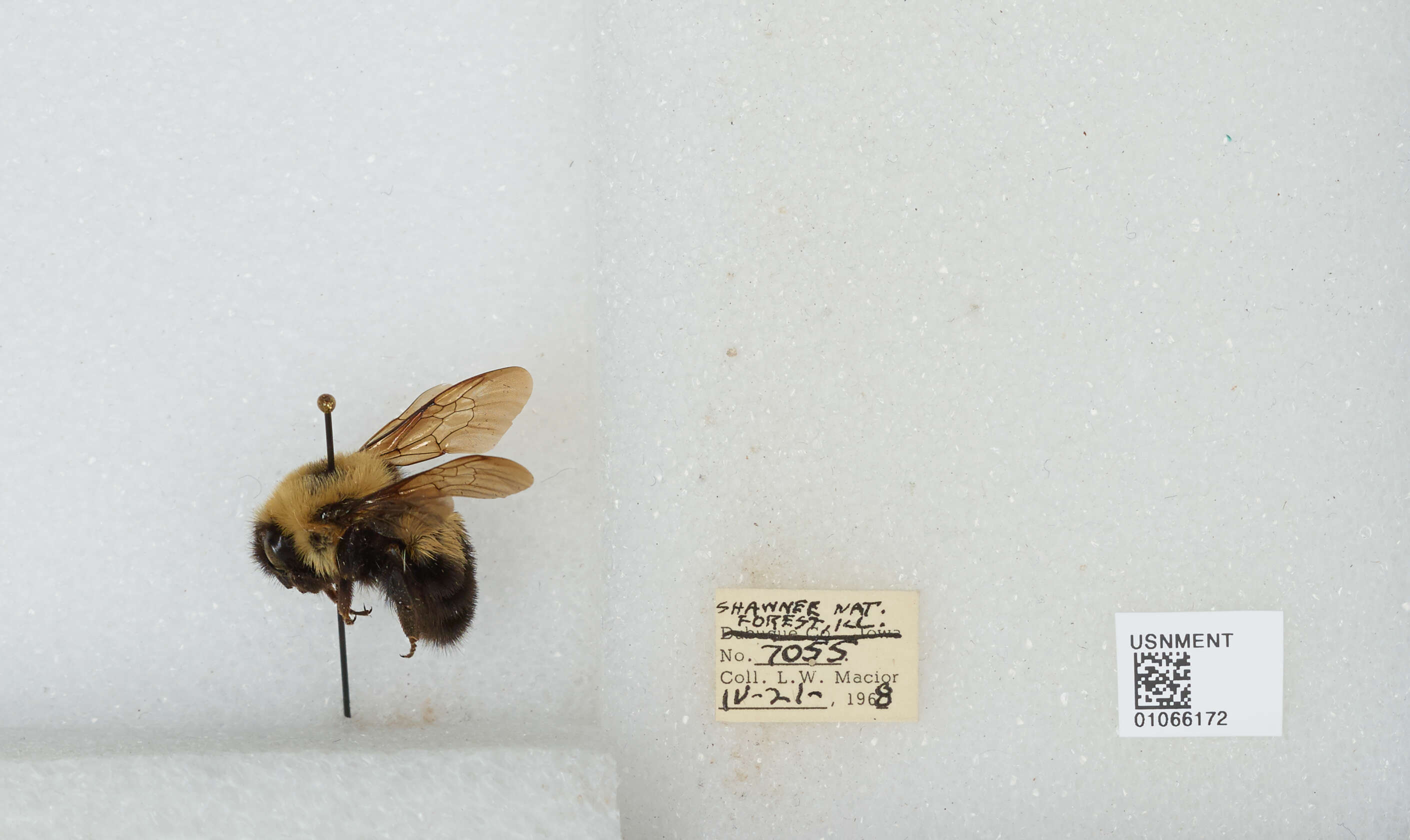 صورة Bombus bimaculatus Cresson 1864