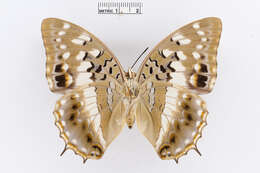 Charaxes ameliae Doumet 1861 resmi