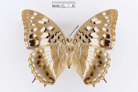 Charaxes ameliae Doumet 1861 resmi