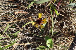 Image de Gaillardia aestivalis (Walt.) H. Rock