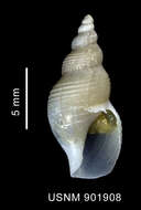 Image of Turridae