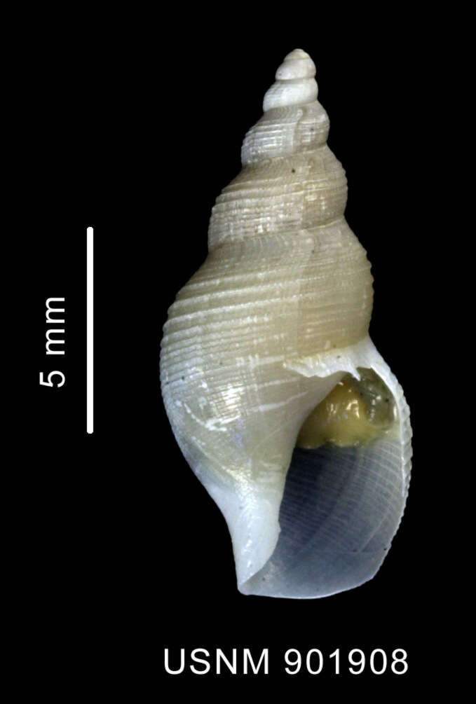 Image of Turridae