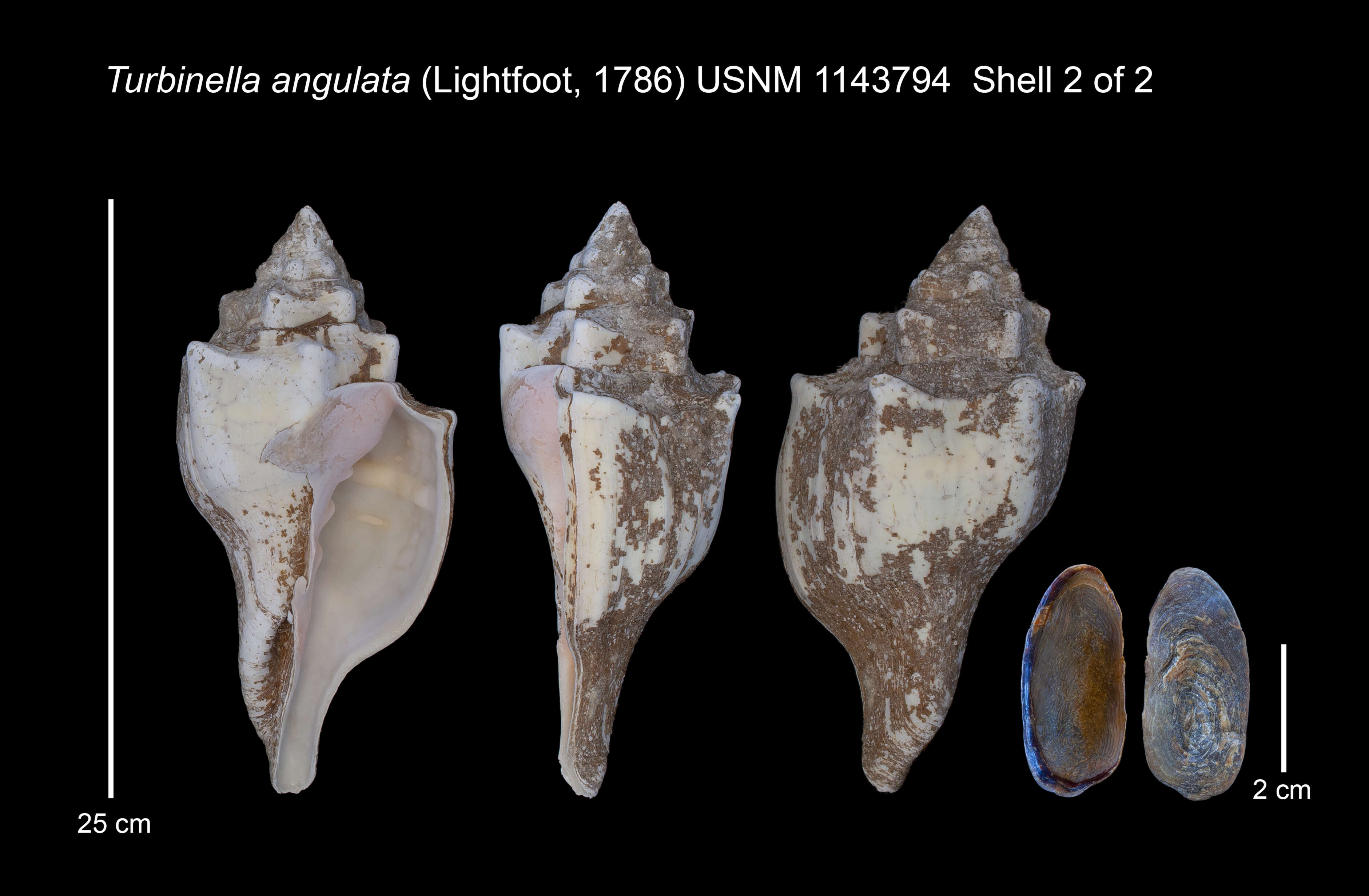 Image of Turbinella angulata (Lightfoot 1786)