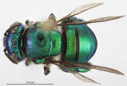 Image of Euglossa magnipes Dressler 1982